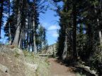 Limber Pine Trail